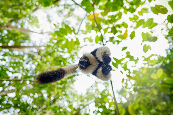 马达加斯加野生动植物 蒙克利森林跃飞 黑白相间的鹿毛狐猴Varecia Variegata是马达加斯加岛上特有的濒危物种 Andasibe Mantadia Np的猴哺乳动物 — 图库照片