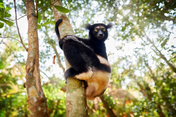 Wildlife Μαδαγασκάρη Babakoto Indri Indri Μαϊμού Νεαρό Μωράκι Στο Kirindy — Φωτογραφία Αρχείου