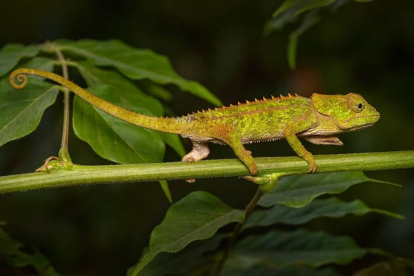 Calumma Brevicorne Short Horned Chameleon Endemic Madagascar Green Lizar Nature — Stock Photo, Image