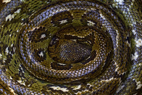 Madagascar Tree Boa Sanzinia Madagascariensis Big Snake Curled Coiled Forest — Stock Photo, Image