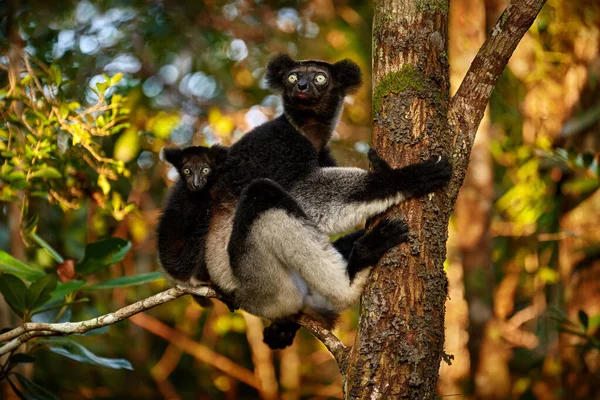马达加斯加的野生动物马达加斯加 Babakoto Indri Indri 野生动物马达加斯加 在马达加斯加的Andasibe Mantadia Np森林里 带着小宝宝的猴子 柠檬在自然界的栖息地 — 图库照片