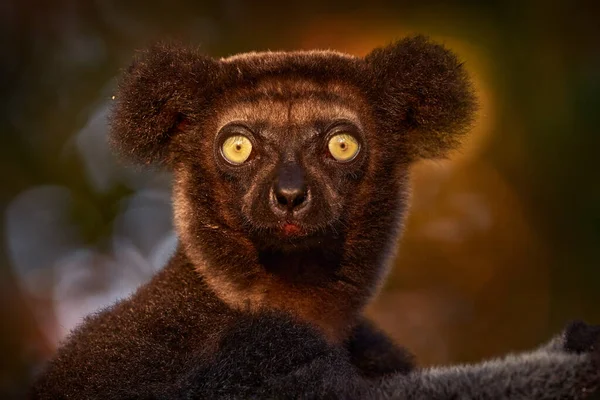 Vida Selvagem Madagáscar Retrato Macaco Indri Endémica Madagáscar Limur Habitat — Fotografia de Stock