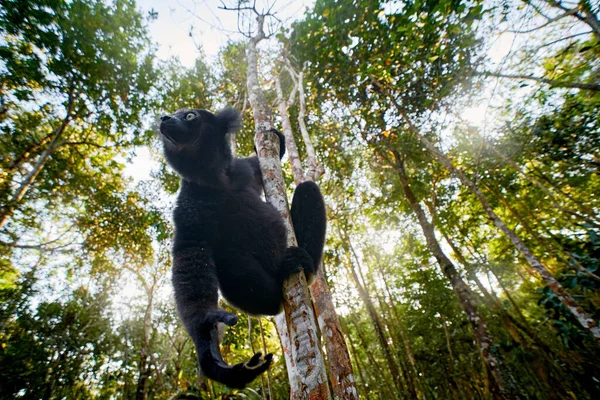在马达加斯加的基林迪森林 野生动物马达加斯加 Indri Indri 带着幼儿的猴子 柠檬在自然界的栖息地 西法卡在树上 阳光灿烂的一天 最大的活狐猴 — 图库照片