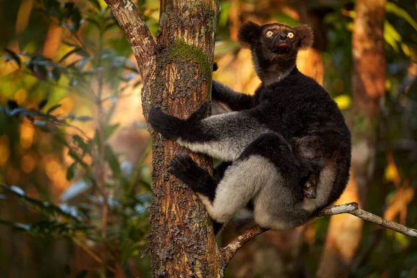 Дикая Природа Мадагаскара Бабакото Индри Индри Обезьяна Маленьким Детенышем Лесу — стоковое фото