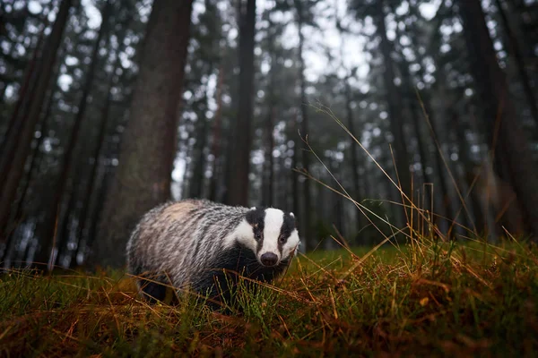 Badger Hutan Tersembunyi Semak Semak Cranberry Kayu Yang Bagus Sebagai — Stok Foto