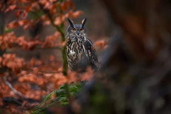 秋天的野生动物欧亚大陆鹰猫头鹰 Bubo Bubo 坐在树桩上 野生动物照片在森林里 秋天呈橙色 斯洛伐克 森林里的鸟 野生动物的天性 — 图库照片