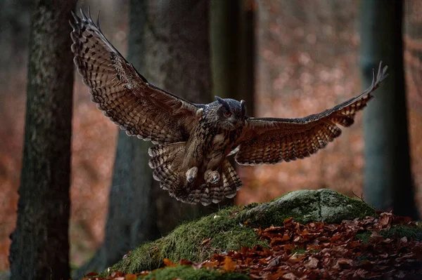 올빼미는 앉는다 나무와 날개를 날으는 독수리 올빼미 장면입니다 폴란드 동물의 — 스톡 사진