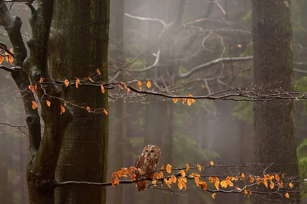 Turuncu Yapraklı Kuşlu Ağaçların Arasına Saklanmış Tawny Baykuşu Karanlık Orman — Stok fotoğraf