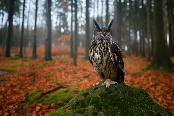 Осінь Дикої Природи Eurasian Eagle Owl Bubo Bubo Сидячи Дереві — стокове фото