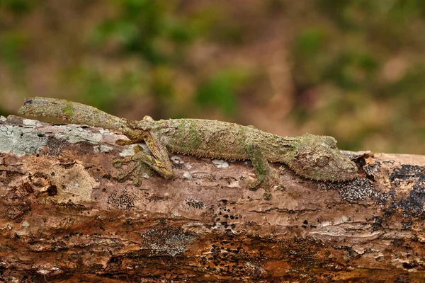 Mossige Bladstaartgekko Uroplatus Sikorae Reserve Peyrieras Gelegen Natuurlijke Habitat Gecko Rechtenvrije Stockfoto's