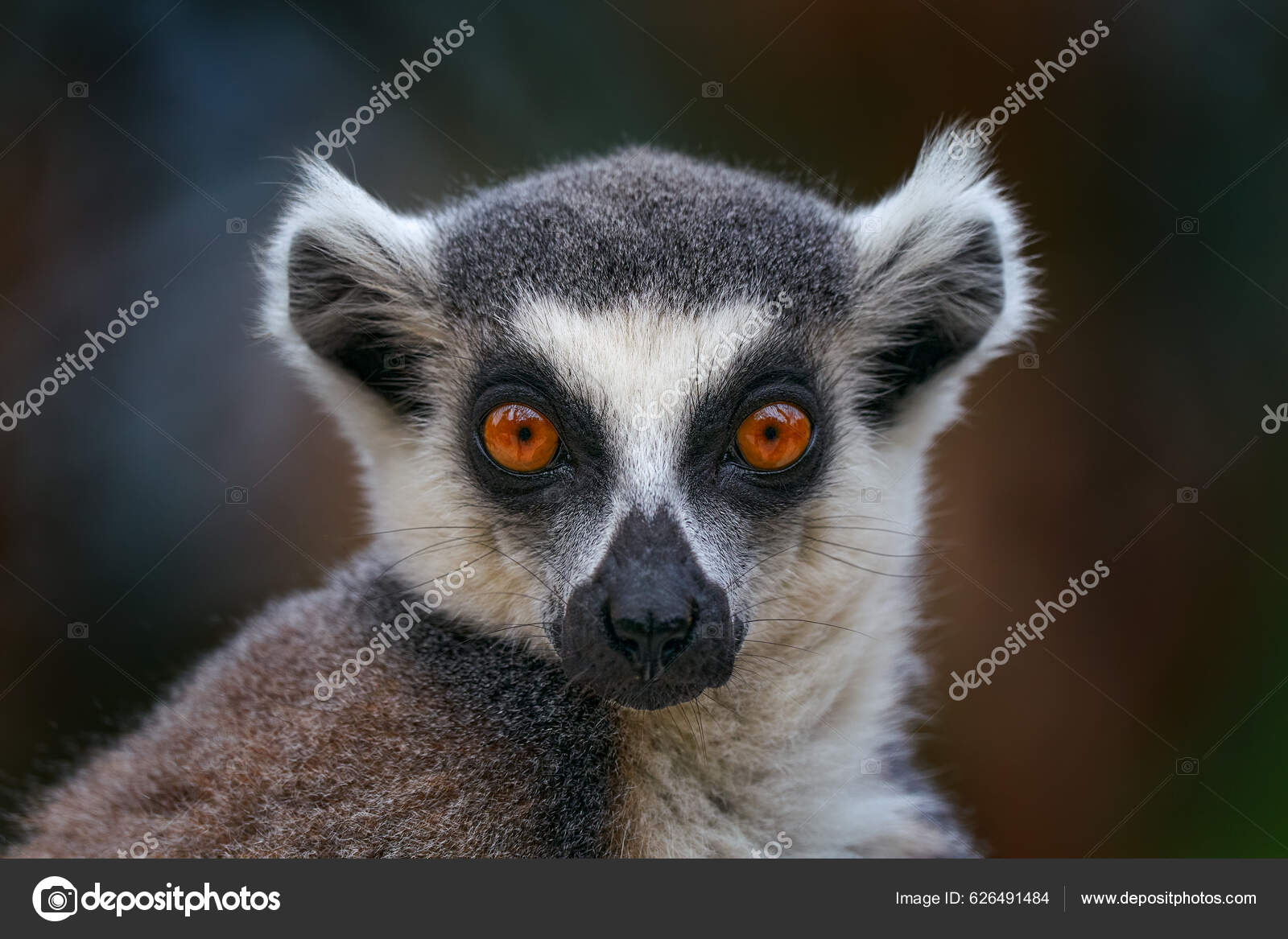 猫- 萌娘百科_万物皆可萌的百科全书, image size:1600x1167