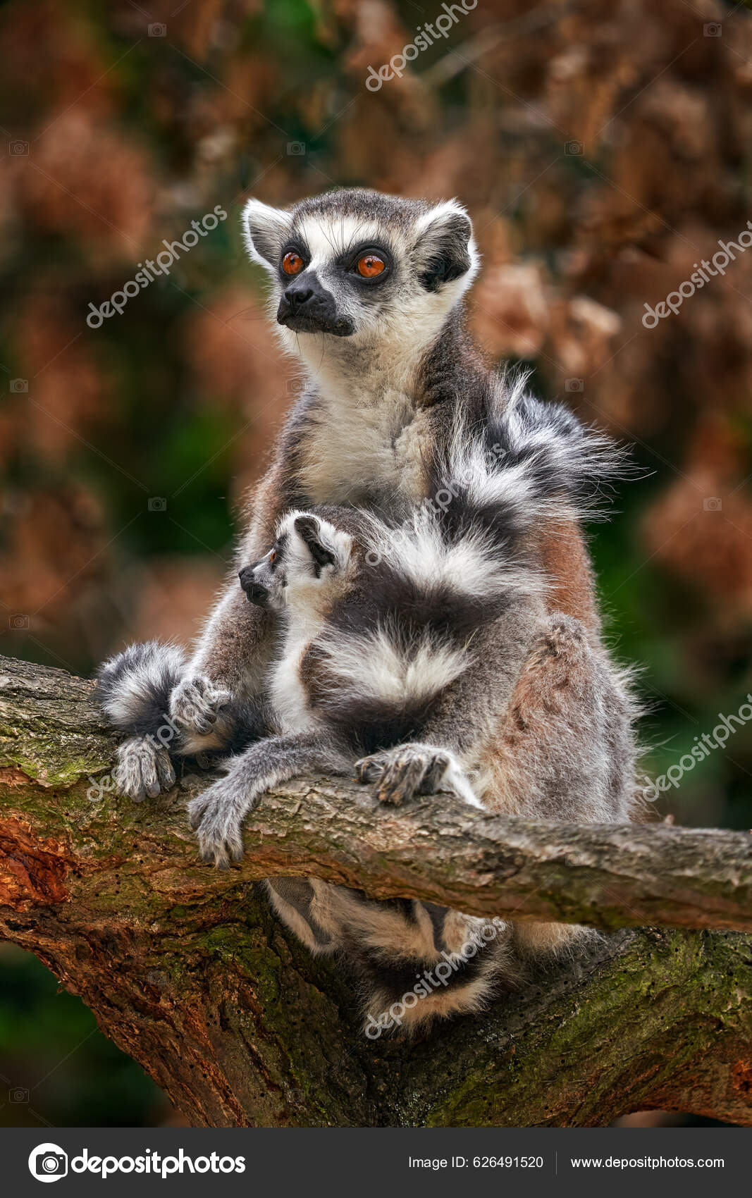 接委託💰價目表： 1. 隨性貓咪插畫:350元/1隻貓-》照片兩隻小貓範例2. 貓咪插畫(有毛流的細節圖): 1000元/1隻貓-》照片灰色貓範例（狗狗也可以，最下面那隻狗也是範例。）  🌟接單注意事項： 1. 匯款後排單，如果沒有排單就當天匯款出圖。 2., image size:1067x1700