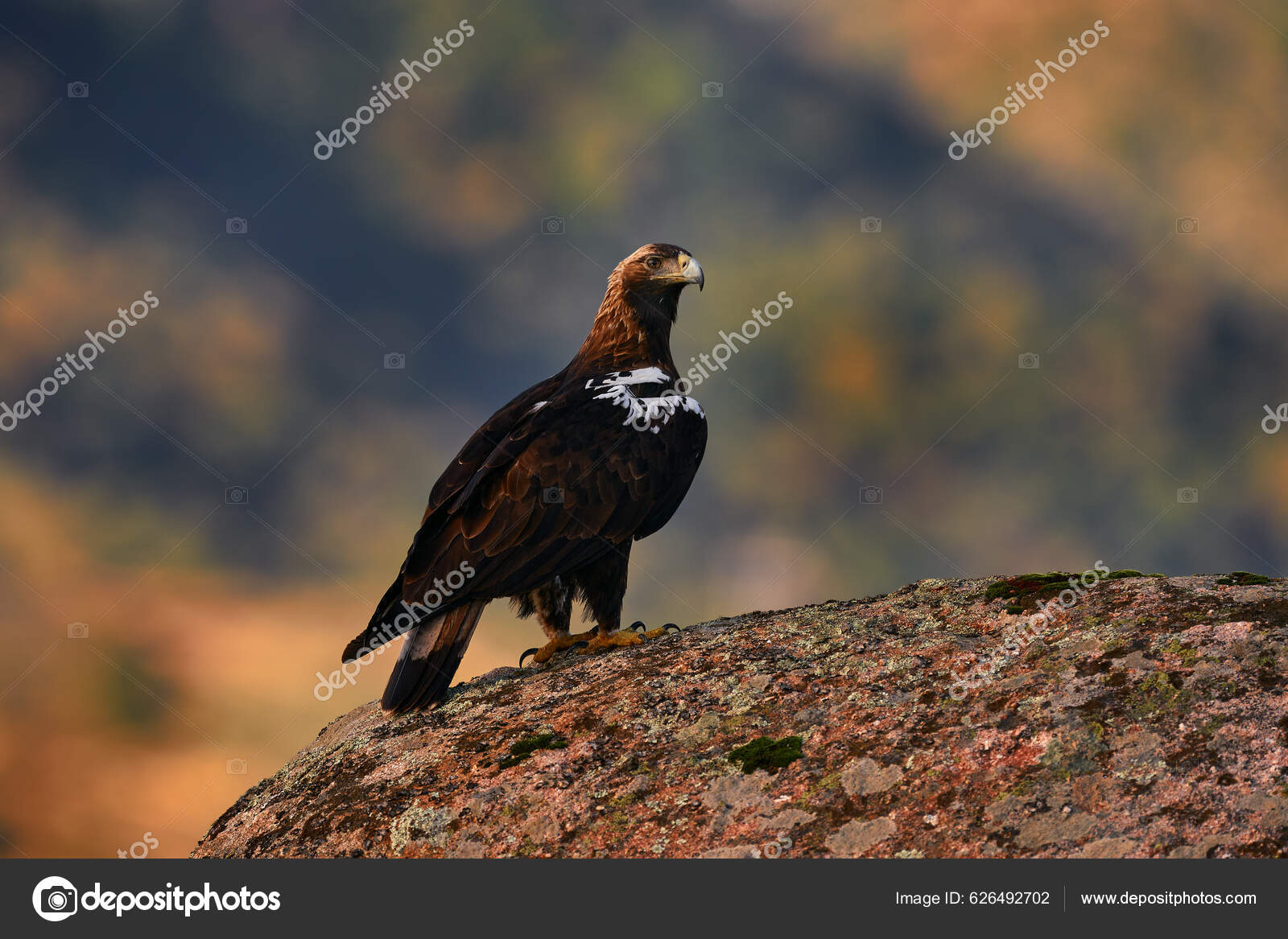 Aquila Adalberti Iberian Real Eagle Rare Pirate Prey Rock Habitat.