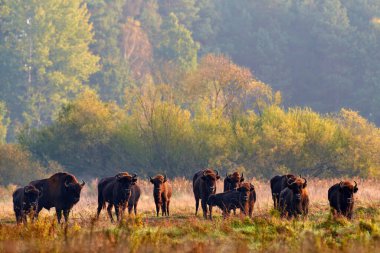 Avrupa 'da vahşi yaşam. Sonbahar ormanlarında bizon sürüsü, doğada büyük kahverengi hayvanlar, ağaçlarda sarı yapraklar, Bialowieza NP, Polonya. Doğadan vahşi yaşam sahnesi.