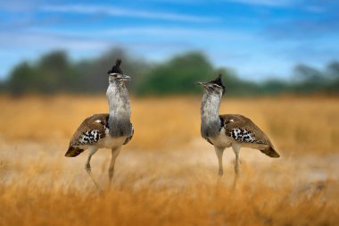 Kori bustard, Ardeotis kori, Afrika 'ya özgü en büyük uçan kuş. Çimlerdeki kuş, akşam ışığı, Savuti, Chobe NP, Botswana. Afrika doğasından vahşi yaşam sahnesi.