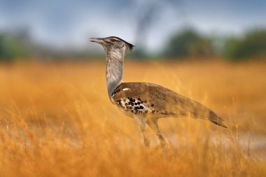 Kori bustard, Ardeotis kori, Afrika 'ya özgü en büyük uçan kuş. Çimlerdeki kuş, akşam ışığı, Savuti, Chobe NP, Botswana. Afrika doğasından vahşi yaşam sahnesi.