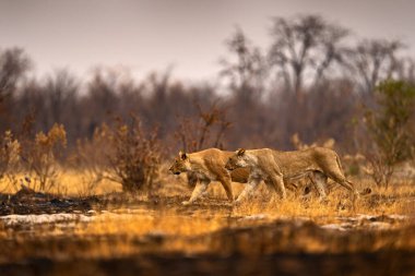 Afrika aslanı, erkek. Botswana vahşi yaşamı. Aslan, yangın savanayı yaktı. Yanan hayvanlar, kül ve kül içinde yatan aslanlar, Botswana 'da Savuti, Chobe NP. Afrika 'da sıcak mevsim.   