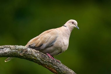 Avrasyalı yakalı güvercin, Streptopelia decaocto, doğadaki brach 'ta oturan gri kuşlar. Temiz yeşil arka plan. Prag 'da güvercin, Çek Cumhuriyeti. Avrupa 'dan gelen kuş, vahşi yaşam.