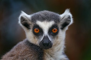 Lemur suratı, Madagaskar maymununun yakın çekim portresi. Halka kuyruklu Lemur, Lemur catta, yeşil açık arka plan ile. Madagaskar, Afrika'dan hayvan, turuncu gözlü.