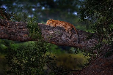 Ağaçtaki leopar, Panthera pardus shortidgei, doğa habitatı, doğadaki büyük vahşi kedi, savanda güneşli bir gün, Okavango Botswana. Vahşi yaşam doğası. Afrika vahşi yaşamı.