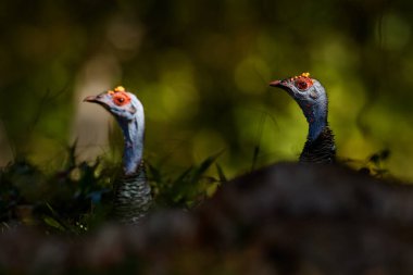 Gutemala doğası. Ocellated hindi, Meleagris ocellata, nadir bulunan bir kuş, Tikal Ulusal Parkı, Gutemala. Doğadan vahşi yaşam sahnesi. Doğada kırmızı siğili olan kuş. Türkiye habitatında.