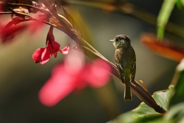 Siyah başlıklı sinekkapan, Empidonax atriceps. Kırmızı ahududu dalında oturan küçük sinekkapan. Zorba sinekkapan ailesindeki çok küçük bir kuş, Kosta Rika dağlarına özgü.. 