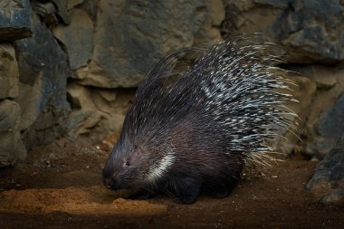 Doğal kaya habitatında ibikli kirpi, Hystrix indica. Doğada sevimli bir hayvan, Asya 'da Hindistan. Dikenli siyah hayvan. Doğada sevimli memeliler, vahşi yaşam. Doğal ortamında Hint armalı kirpi.