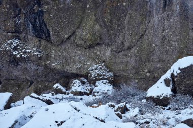 Doğa habitatındaki vahşi pumayı bul. Doğadaki dağ aslanı kış dağ kaya habitatı, Torres del Paine NP, Şili. Güney Amerika, Patagonya 'da vahşi yaşam. Karda Puma, soğuk kış