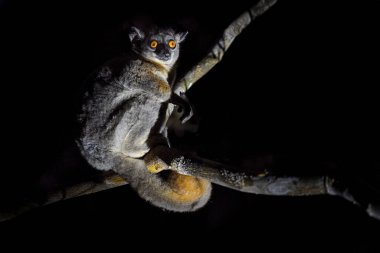 Kırmızı kuyruklu spor lumur, Lepilemur ruficaudatus, Kirindy Ormanı 'nda gece maymunu. Madagaskar 'daki endemik hayvan. Ağaç gövdeli spor lumur, büyük sarı gözlü küçük memeli. Madagaskar gecesi.