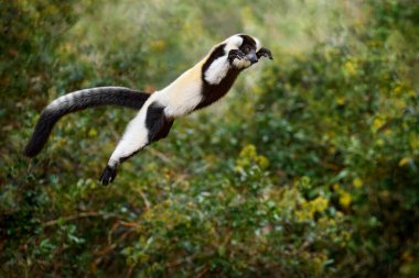 Madagaskar yaban hayatı, keşiş orman sineği sıçrayışı. Siyah-beyaz yakalı lemur, Varecia variegata, Madagaskar adasına özgü nesli tükenmekte olan türler. Andasibe-Mantadia NP 'den maymun memeli..