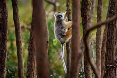 Diademed sifaka, Propithecus diadema, Andasibe Mantadia NP, Madagaskar 'da yavru bir maymunla maymun. Lemur doğal ortamında. Ağaçta Sifaka, güneşli bir gün. Madagaskar 'da vahşi yaşam, ağaçta lemur.