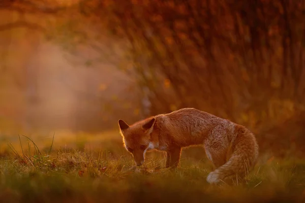 フォックス日没 オレンジの夜の光 自然の生息地でオレンジの毛皮のコート動物 緑の森の牧草地にフォックス 夕方の日没 レッドフォックスの狩猟 ヨーロッパからの野生動物のシーン — ストック写真