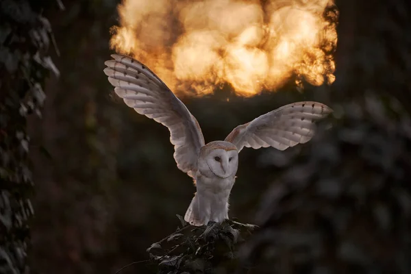 Сова Міська Дика Тварина Магічний Птах Barn Owl Tyto Alba — стокове фото
