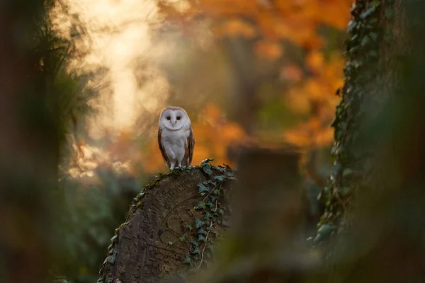 Magic Bird Barn Owl Tyto Alba Flying Stone Fence Forest — Stock Photo, Image
