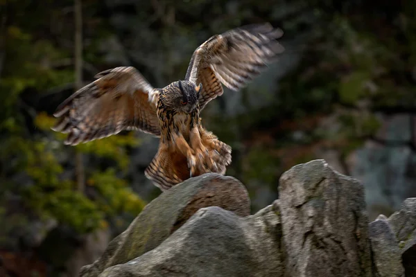 Aterragem Coruja Eurasian Eagle Owl Bubo Bubo Sentado Tronco Árvore — Fotografia de Stock