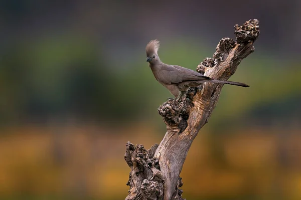 灰色鳥 移動距離 Corythaixoides 灰色ラウリー詳細肖像画緑豊かな植生に エボシドリ科自然の生息地で 木の葉を 自然から野生動物のシーン — ストック写真