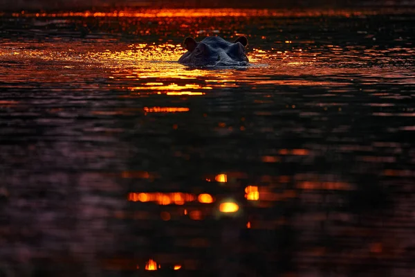 Red Hippo Sunset Hippo Hiden Head Sunset Light Big Animal — Stockfoto