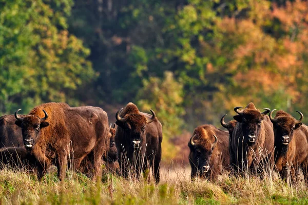 Wildlife Europe Bison Herd Autumn Forest Sunny Scene Big Brown — Stock Photo, Image