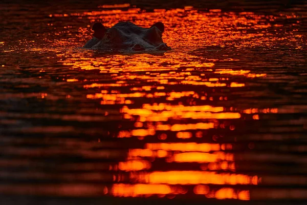 Punainen Virtahepo Auringonlasku Hippo Piilota Pää Auringonlaskuun Iso Eläin Vedessä — kuvapankkivalokuva