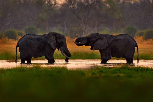 Elefantstrid Khwai Floden Moremi Botswana Afrika Solnedgång Elefant Vattnet Kvällsljus — Stockfoto