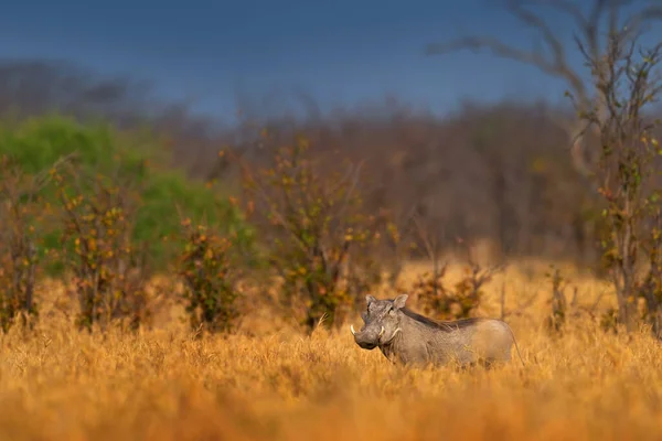 Yaban Domuzu Kahverengi Vahşi Hayvan Doğa Habitatındaki Hayvanların Yakın Çekim — Stok fotoğraf