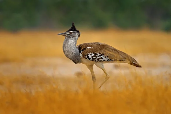 Kori Bustard Ardeotis Kori Grootste Vliegende Vogel Inheems Afrika Vogel — Stockfoto