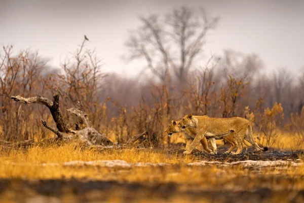 León Africano Macho Vida Silvestre Botswana León Fuego Quemó Sabana — Foto de Stock
