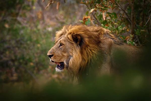 Afrikanskt Lejon Botswanas Djurliv Elden Har Förstört Savannen Djur Brand — Stockfoto