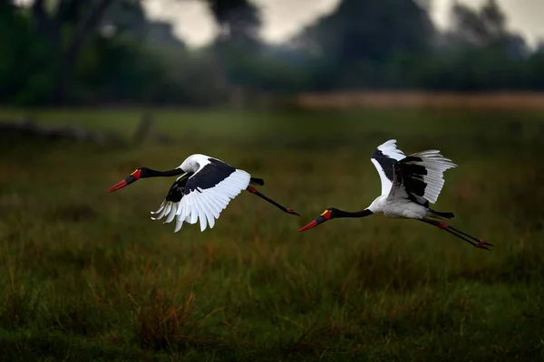 Okavango Delta Bird Flight Přírodním Prostředí Sedlářský Čáp Neboli Sedlák — Stock fotografie