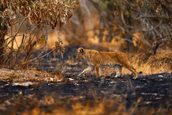 Пожар Африке Африканский Лев Мужчина Дикая Природа Ботсваны Лев Огонь — стоковое фото