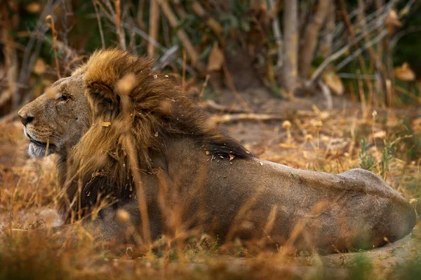 アフリカのライオン ボツワナの野生動物 ライオン 火災サバンナを破壊燃焼 火の中の動物は場所を焼き ライオンは黒い灰とにわか雨に横たわって サヴティ ボツワナのチョベNp アフリカの暑い季節 — ストック写真