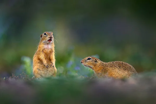 European Ground Squirrel Fight Spermophilus Citellus Sedí Zelené Trávě Létě — Stock fotografie