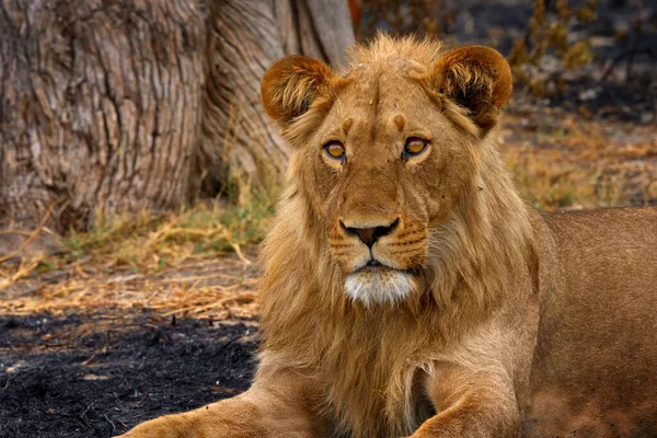 Leão Africano Macho Vida Selvagem Botsuana Leão Fogo Queimado Destruiu — Fotografia de Stock