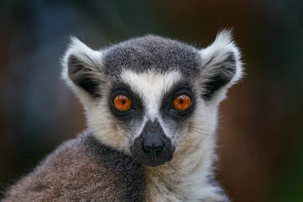 Maki Arc Közeli Portréja Madagaszkár Majom Gyűrűsfarkú Maki Lemur Catta — Stock Fotó